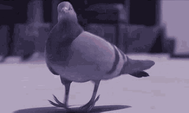 pigeone